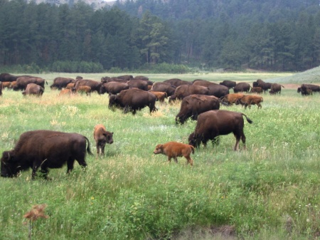 Bison at Yellowstone