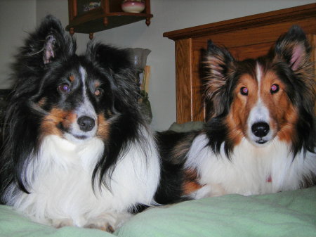 Shelties