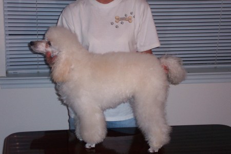 Jolie Poodle