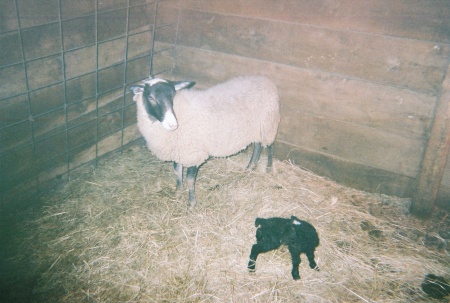 New Lamb 10-1-08