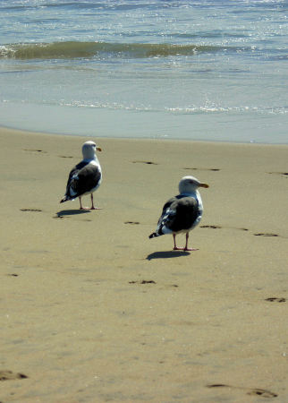 Huntington beach california by day