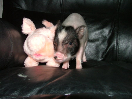 OUR NEW POT BELLY PIG "BABY"