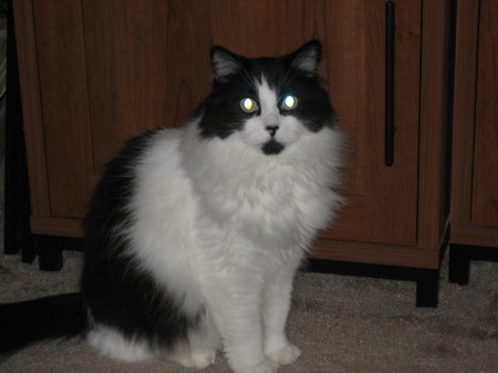 Oreo Oct 2007 (then 6 years old)