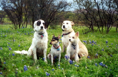 Puppy holiday in the Hill Country