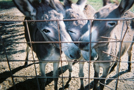 The Donkeys