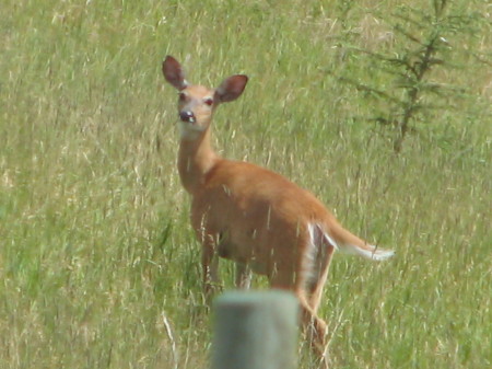 A deer in the yard where we were staying