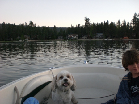 Joey the dog at Big Bear Lake