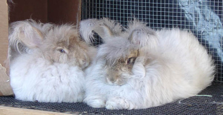 Angora bunnies 6