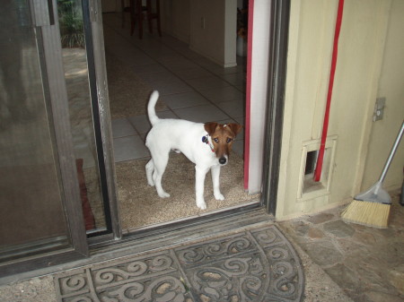 Dexter-Our Smooth Coat Fox Terrier