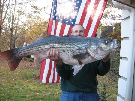 38 lb Striped Bass - Lake Lanier, GA