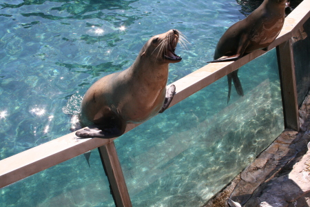 at seaworld in Orlando