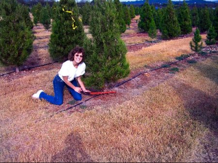 Cutting Of The Xmas Tree