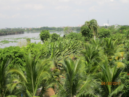 overlooking the trees to the Saigon River