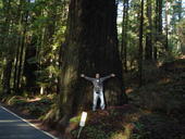 big tree