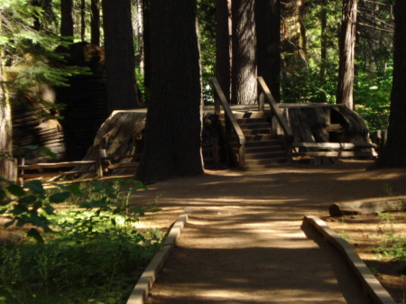 Redwood cut before park was created.