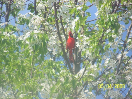 Beautiful Cardinal