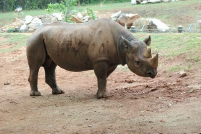 rhino (2)