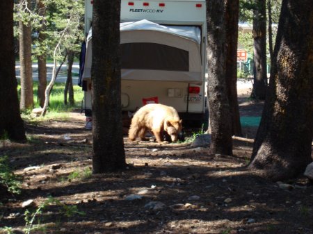 Yearling Bear in Yosemite