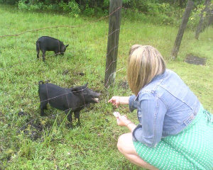 Sara feeds the local wild boar