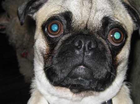 Pat's Pug... Sammy