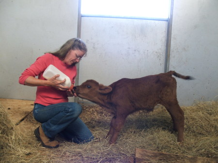 Feeding an orphan calf