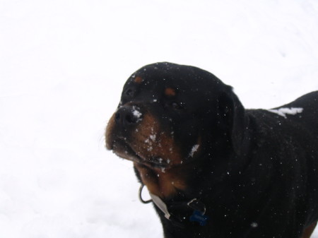 Tyson in the Pennslyvania snow