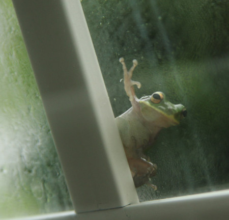 tree frog, outside during tropical storm fay