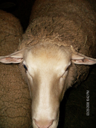 One of our sheep