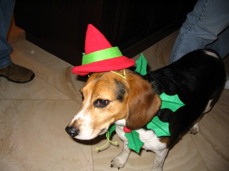 My Beagle Riley, decked out for Christmas