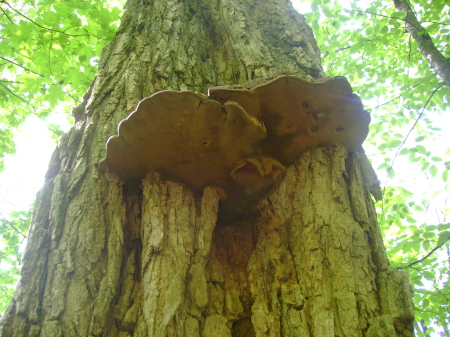 cool shelf fungi