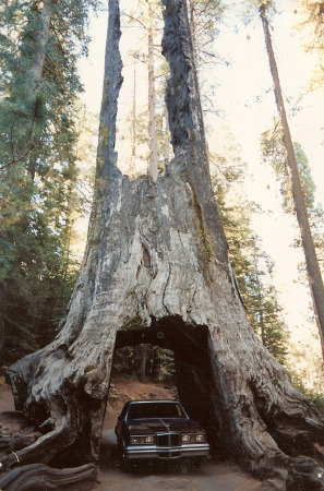 My car in a big tree