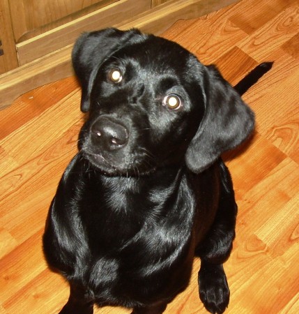 Talia, Our black lab at 4 -5 months old