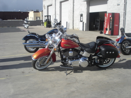 Beautiful 2008 Harley Soft Tail Deluxe