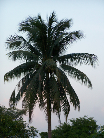 Palm Tree