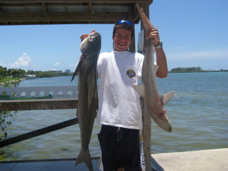 cobia shark