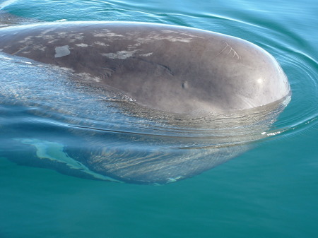 Sperm Whale