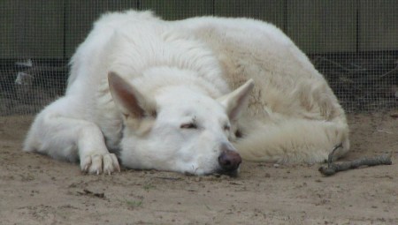 Sleeping Daisy