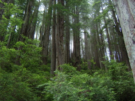beautiful redwoods