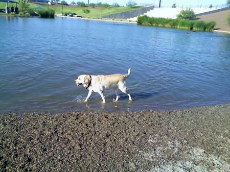 At the dog park