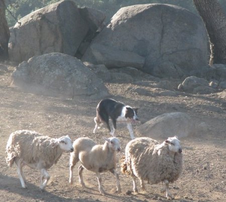 July 08 Darby Herding Sheep 2