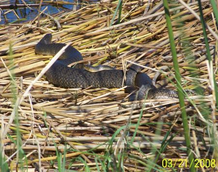 two Cotton Mouths Mating on Lake Kissimmee