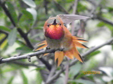 rufus hummingbird in mid ruffle
