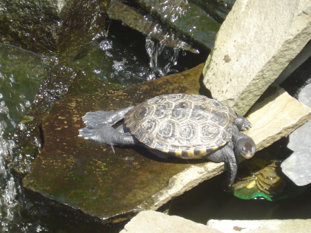 George, our pond pet