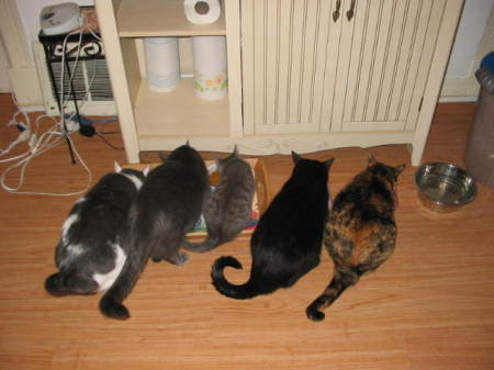 Cat Line-up