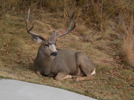 Big Buck watching his harem