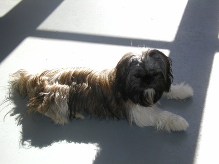 Maggie sunbathing on the porch.