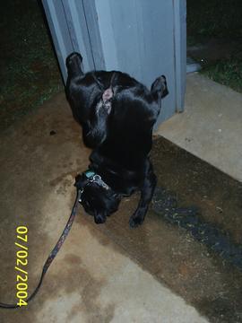 Our Pug Tazz peeing!! LOL!!!