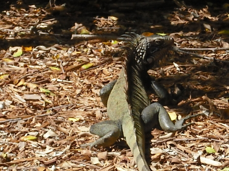 Iguanas in St Thomas