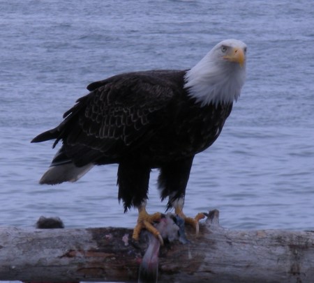 Homer, Alaska