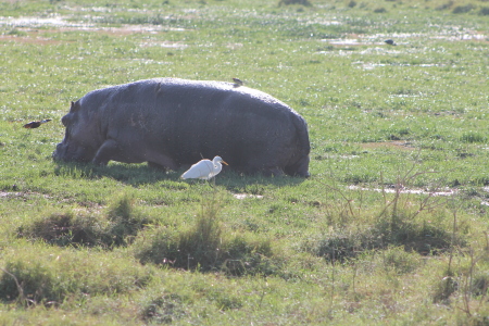 Ambesli National Park